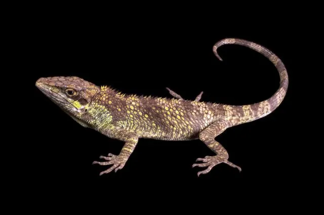 Anolis vanzolinii, uma das quinze espécies que foram nomeadas em homenagem a Paulo Vanzolini.